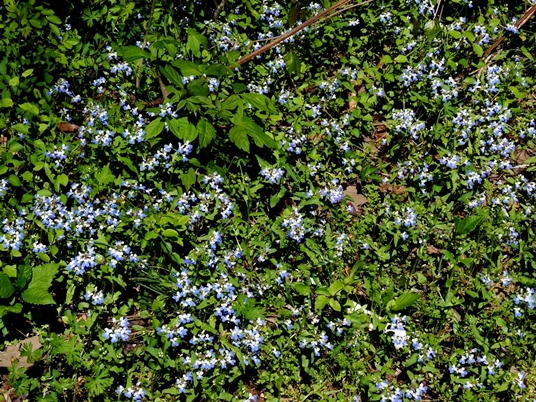 {Collinsia verna}
